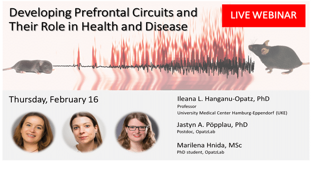 Developing prefrontal circuits - webinar - Feb 2023