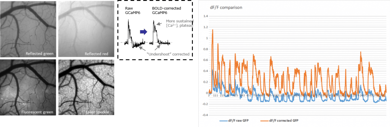 BOLD-corrected calcium signal - wide field imaging in awake mice