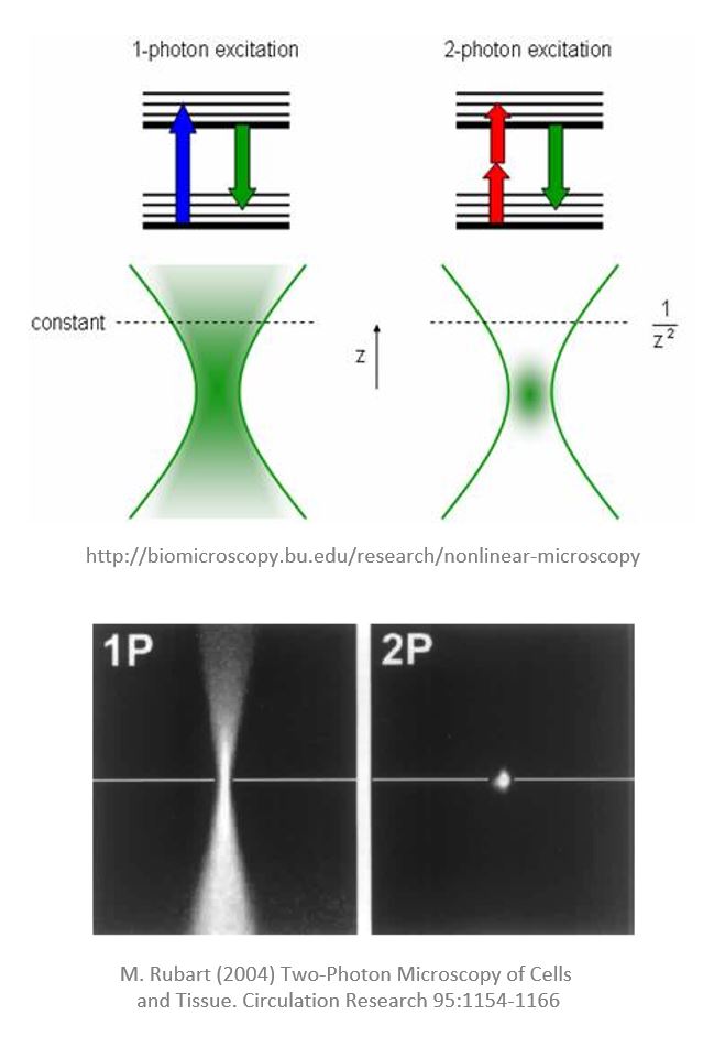 In vivo two-photon imaging as a service for CNS drug developers