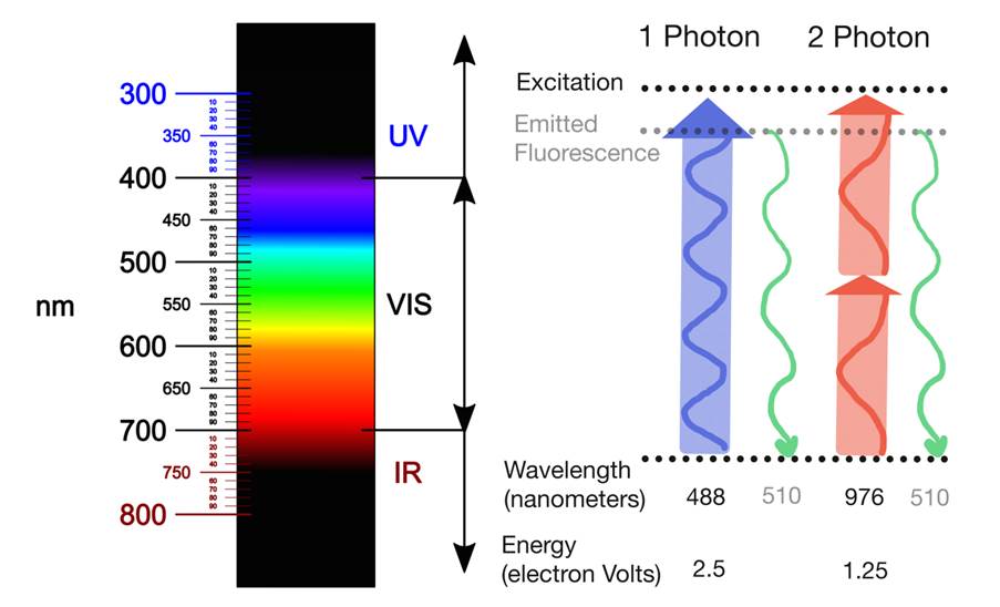 Two Photon Microscopy Neurotar